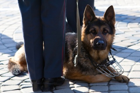 служебные собаки - охрана с собаками